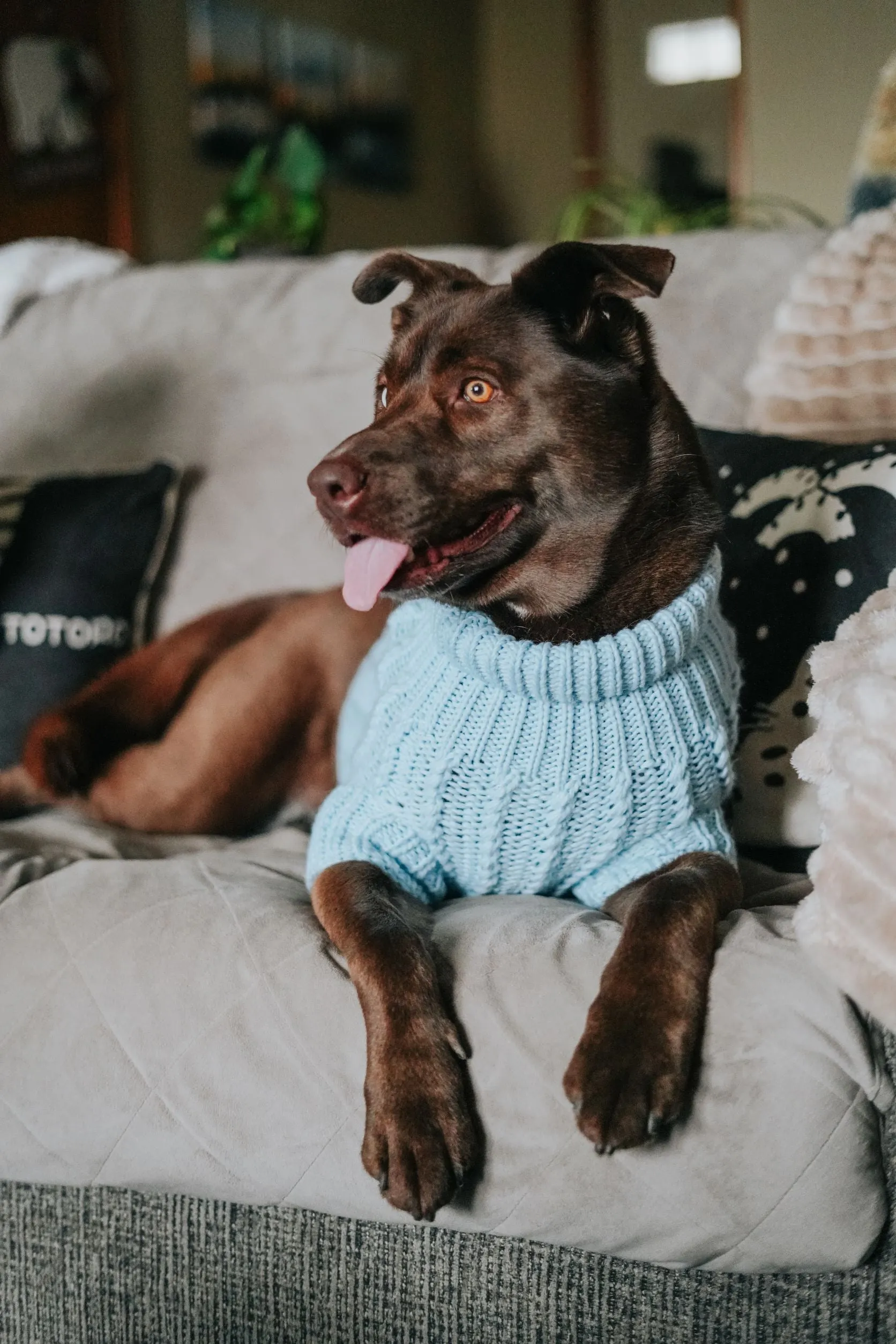 Dog Cable Knit Sweater - Light Blue